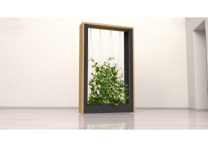 Przepierzenie, czyli roślina w aranżacji mobilnej - na kółkach.