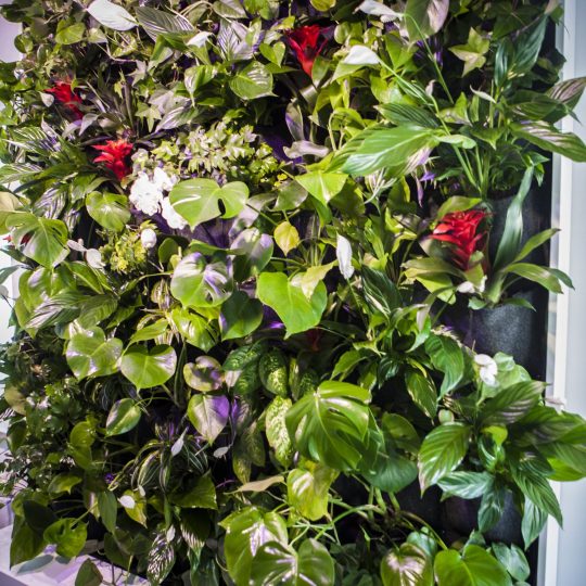 Ściana z zielonych roślin i kwiatów — Twój ogród w mieszkaniu.