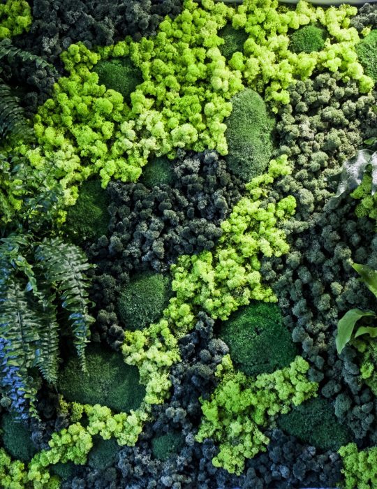 Zbliżenie na aranżację roślin - ściana z mchu.