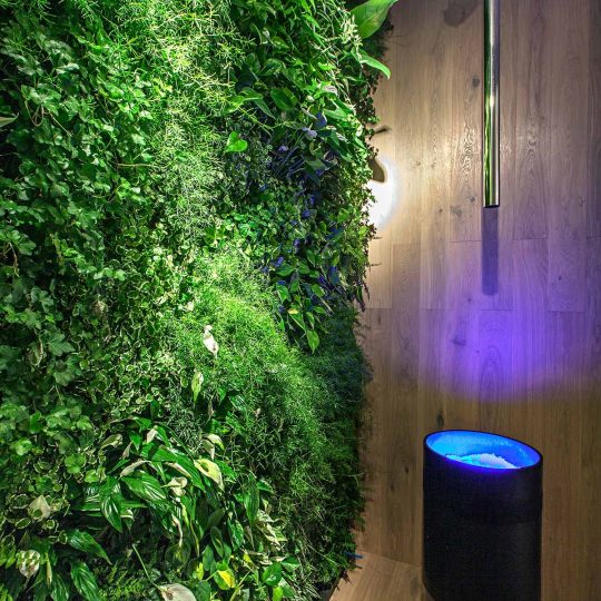 Zielona ściana z żywych roślin.